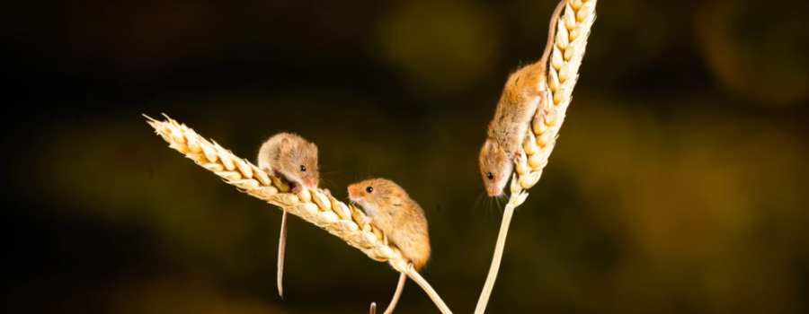 Three blind mice, with Scott McLean